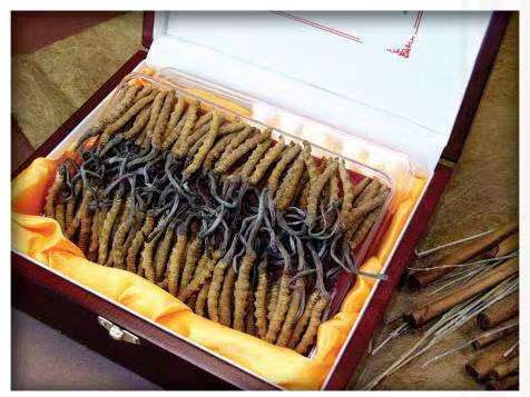 伊金霍洛冬虫夏草回收